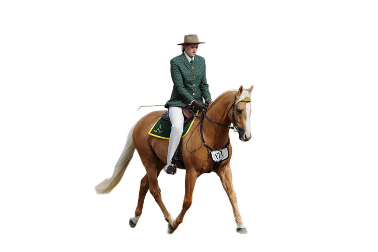 The same rider on a palomino horse with the background removed